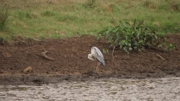 African Grey Heron Stoi Błocie Pobliżu Stawu Pielęgnując Swoje Upierzenie — Wideo stockowe