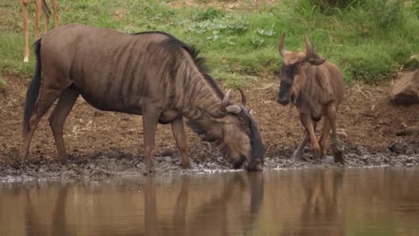 Ενήλικες Και Ανήλικοι Wildebeest Πόσιμο Λασπωμένο Νερό Στην Αφρικανική Λίμνη — Αρχείο Βίντεο