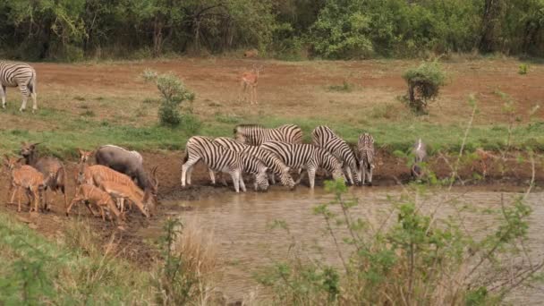 Impala Beobachtet Wie Zebra Und Nyala Über Afrikanisches Wasserloch Erschrecken — Stockvideo