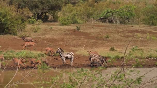 Zebra Nyala Drinkwater Bij Modderige Vijver Worden Afgeschrikt Lopen Weg — Stockvideo