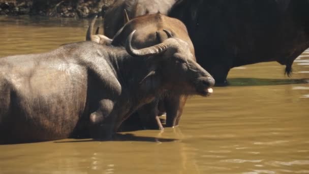 Schwenkschuss Einer Büffelherde Die Einem Schlammigen Wasserloch Badet — Stockvideo