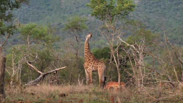 Adulto Alto Girafa Come Folhas Topo Árvore Enquanto Impala Pastam — Vídeo de Stock
