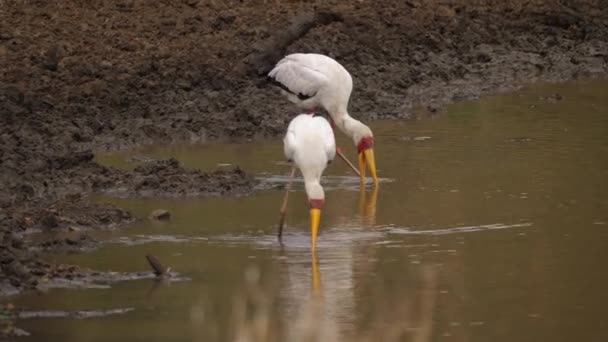 在泥池中 焦点由后方转移至前方黄嘴鹤捕猎 — 图库视频影像
