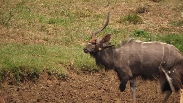 Unieke Volwassen Mannetje Nyala Antelope Heeft Een Ernstig Verminkte Hoorn — Stockvideo