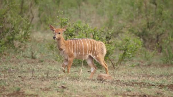 非洲的尼亚拉羚羊宝宝穿过开阔的丛林走进树林 — 图库视频影像