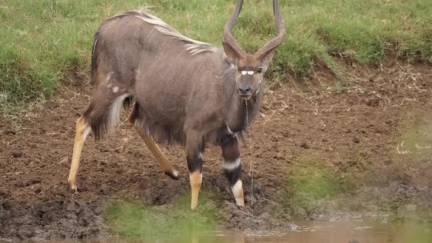 Volwassen Mannelijke Nyala Antilope Met Rechts Oog Mist Drankjes Bij — Stockvideo