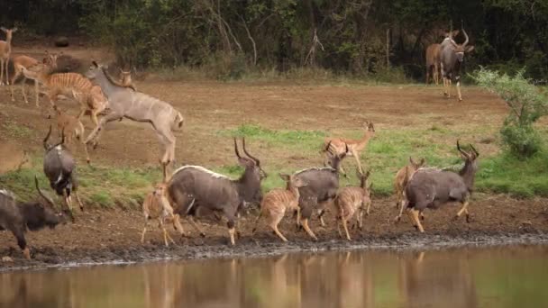 尼亚拉羚羊群在饮水池边被什么东西吓了一大跳 — 图库视频影像
