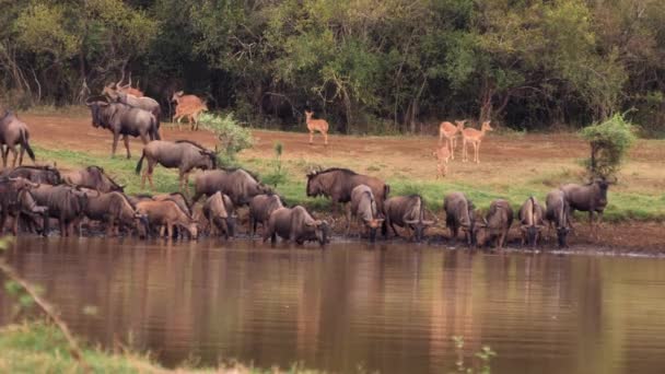 Verwarring Van Gnoes Nyala Verzamelen Zich Drinken Bij Modderige Afrika — Stockvideo