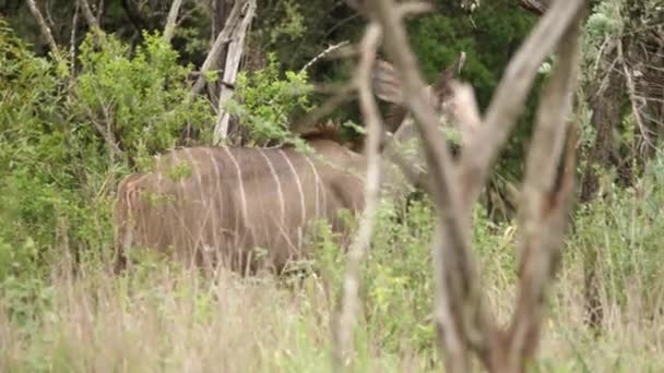 Pan Female African Kudu She Walks Dense Green Bushland — Stock Video
