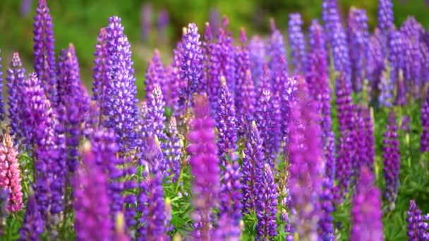 Noch Nahaufnahme Der Hellen Und Farbenfrohen Lupinen Wildblumen Aufgenommen Einem — Stockvideo