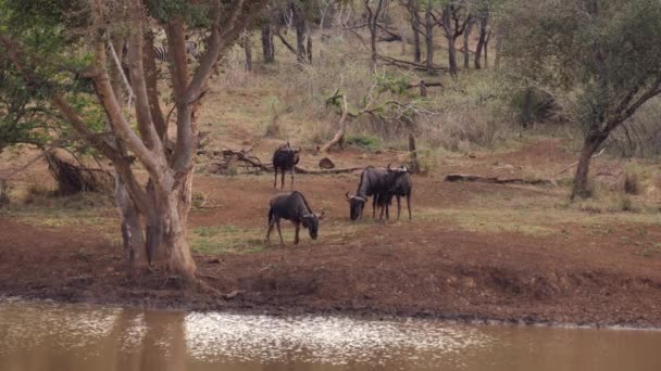 Wildebeest Είναι Προσεκτικοί Σχετικά Την Προσέγγιση Λασπώδη Αφρικανική Τρύπα Ποτίσματος — Αρχείο Βίντεο