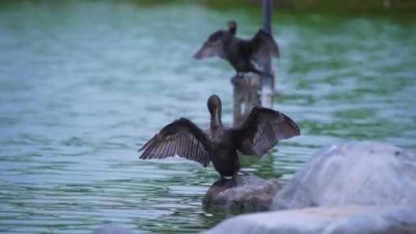 Medium Shot Two Great Cormorants Perched Rocks Water Cleaning Feathers — Stock Video