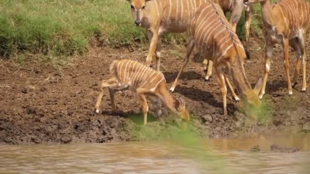 Bambino Nyala Antelope Con Giovani Femmine Bere Con Cautela Dal — Video Stock