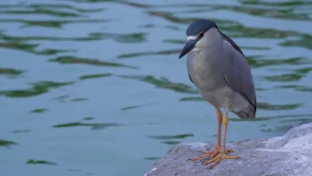 Nahaufnahme Eines Schwarzkronenreihers Der Auf Einem Felsen Neben Einem See — Stockvideo