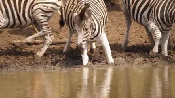 Las Cebras Asustan Brevemente Mientras Beben Del Abrevadero Africano — Vídeo de stock