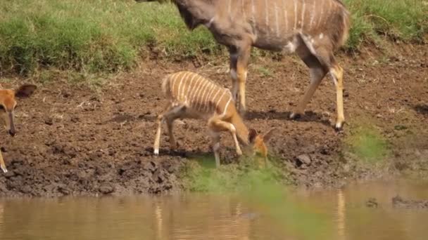 Bambino Nyala Antelope Beve Laghetto Fangoso Con Allarme Mamma Vigile — Video Stock