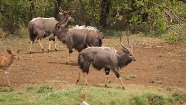 Mannelijke Nyala Antelope Voegt Zich Bij Impala Modderige Afrikaanse Waterput — Stockvideo