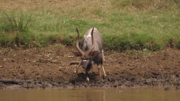 Çamurlu Gölden Içen Erkek Nyala Antilop Sıcaklığı — Stok video