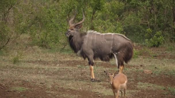 Lichte Warmte Glans Als Mooie Volwassen Man Nyala Staat Profiel — Stockvideo