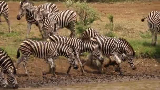 Manada Deslumbrante Zebras Caminhe Até Borda Lagoa Africana Lamacenta Para — Vídeo de Stock