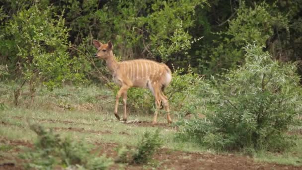 パンは赤ん坊ニャラ アンテロープで左それはアフリカの茂みを歩くように — ストック動画