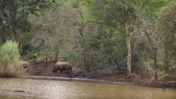 Mãe Bezerro Rinocerontes Brancos Caminham Longo Borda Lagoa Lamacenta África — Vídeo de Stock