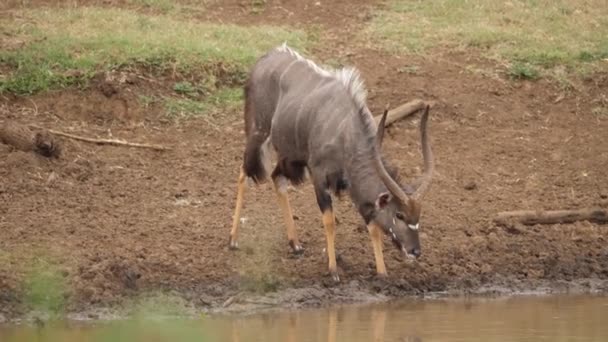 Dikkatli Spiral Boynuzu Nyala Antilop Çamurlu Birikintisine Içmeye Gelir — Stok video