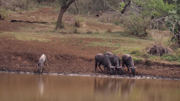 Wildebeest Και Nyala Πίνουν Νερό Ειρηνικά Από Λασπώδη Αφρικανική Λίμνη — Αρχείο Βίντεο