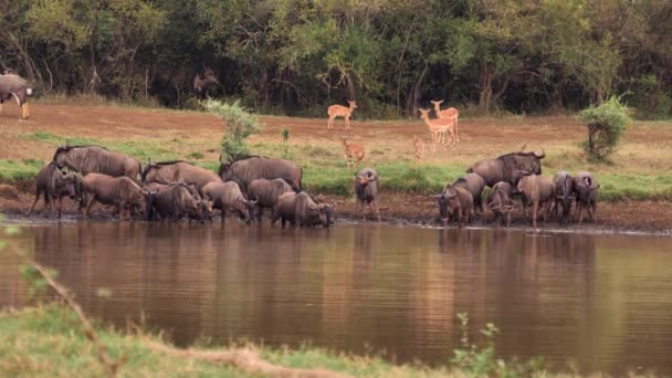 Wildebeest Stand Muddy Shore Drinking African Watering Hole — Stock Video