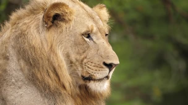 Gros Plan Vieux Lion Mâle Regardant Dessus Savane Foyer Peu — Video