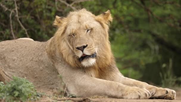 Δραματική Βολή Ενός Ενήλικου Λιονταριού Που Χασμουριέται Και Εκθέτει Κοφτερά — Αρχείο Βίντεο
