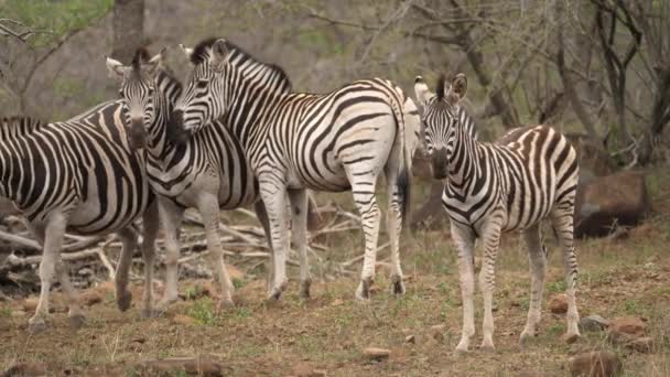 Zebra Csorda Áll Erdőben Kamerát Nézi — Stock videók