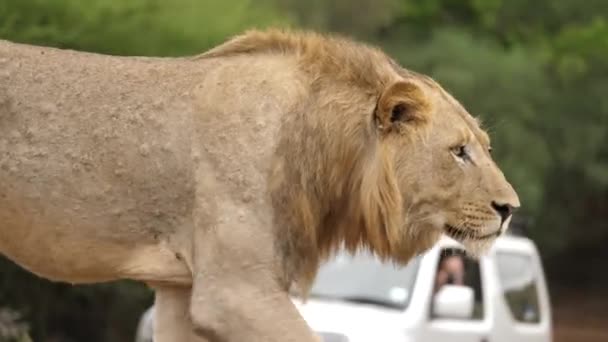 Male Lion Walks Road Safari Park Front Tourist Vehicles — Stock Video