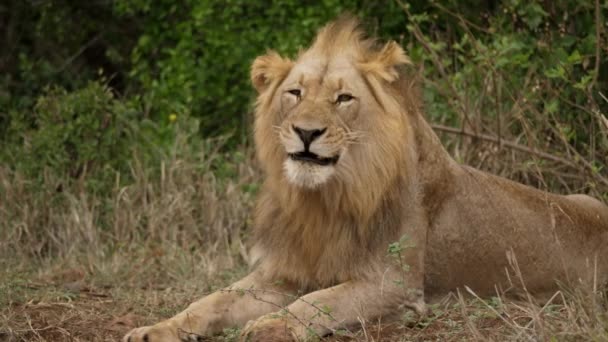 Giocoso Leone Maschio Che Sbadiglia Rotola Nella Sporcizia Lecca Zampe — Video Stock