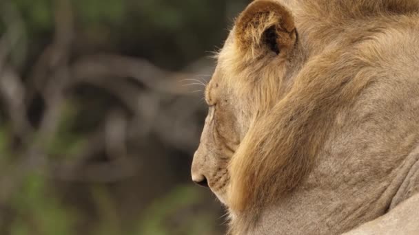 Close Shot Face Male Lion Savannah Selective Focus — Stock Video