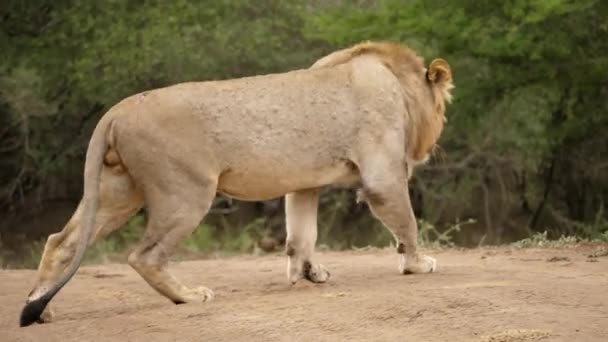 Einsamer Männlicher Löwe Läuft Und Sitzt Auf Einem Feldweg Kamerafahrt — Stockvideo