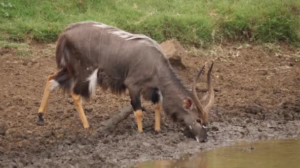 Mannelijke Nyala Antilope Drinken Modderig Water Wordt Opgeschrikt Door Iets — Stockvideo