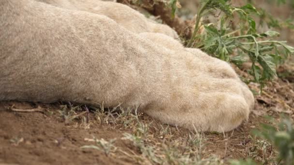 Acercamiento Las Patas León Descansando Suelo Imagen Trágica León Muerto — Vídeos de Stock