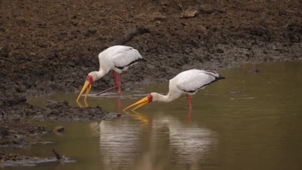 黄嘴鹤试图捕捉隐藏在泥泞池塘边的一餐 — 图库视频影像