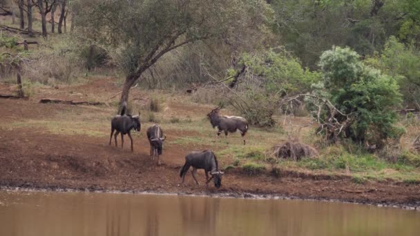 Wildebeest Nyala Antilope Voorzichtig Benaderen Modderig Vijverwater — Stockvideo
