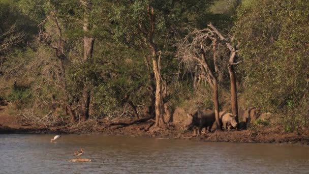Dva Klidné Bílé Nosorožci Sledovat Vodní Ptactvo Bahnité Africké Zavlažování — Stock video