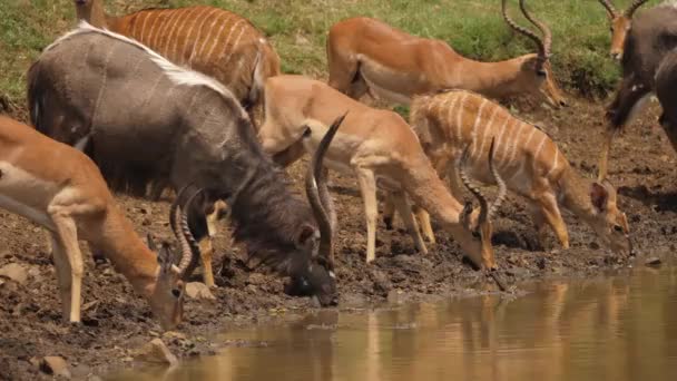 非洲尼亚拉和Impala Antelope一起从泥泞的池塘里喝水 — 图库视频影像