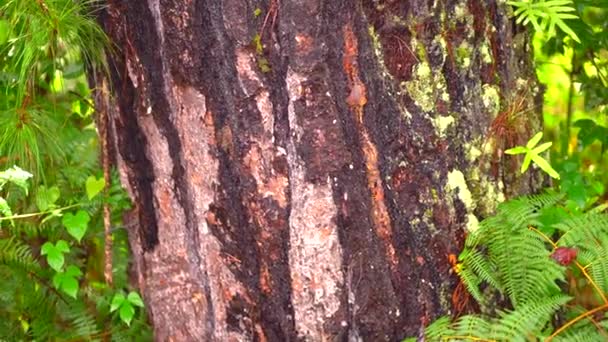 Inclinación Hacia Arriba Del Tronco Del Árbol Bosque — Vídeos de Stock