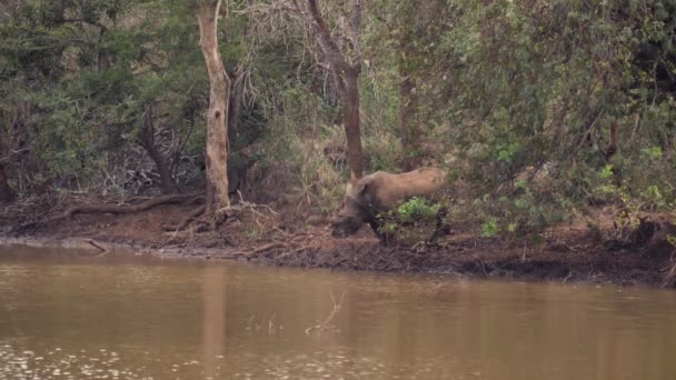 Rinoceronte Branco Africano Adulto Fica Beira Lagoa Lama Decidindo Beber — Vídeo de Stock