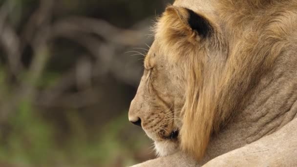 Detailní Záběr Unaveného Samce Lva Usínajícího Pod Horkým Africkým Sluncem — Stock video