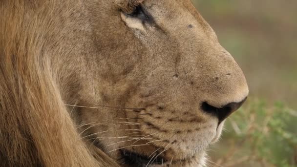 Extreme Nahaufnahme Des Kopfes Eines Erwachsenen Löwen Mit Großer Mähne — Stockvideo