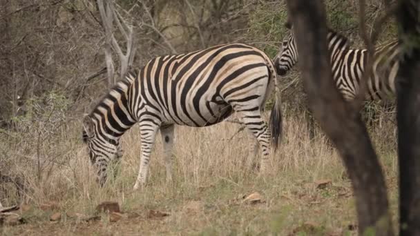 Moeder Zebra Kalf Voeden Zich Met Droog Gras Afrikaanse Wildernis — Stockvideo