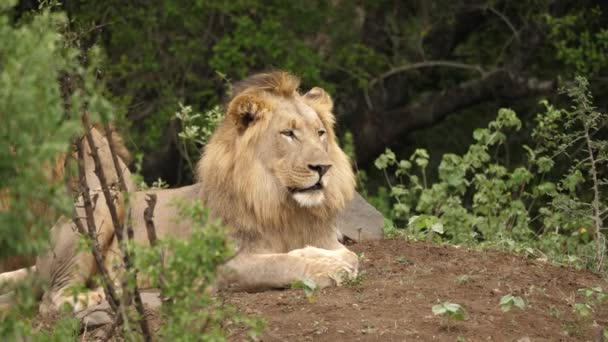 Close Male Lion Resting Dirt Mound Surrounded Grass — Stock Video