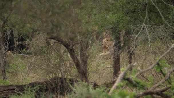 Σπάνιες Εμφανίσεις Αρσενικών Λιονταριών Κρυμμένα Ανάμεσα Δέντρα Σαβάνας — Αρχείο Βίντεο