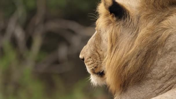 Perfil Leão Macho Com Uma Pequena Juba Visão Traseira Foco — Vídeo de Stock